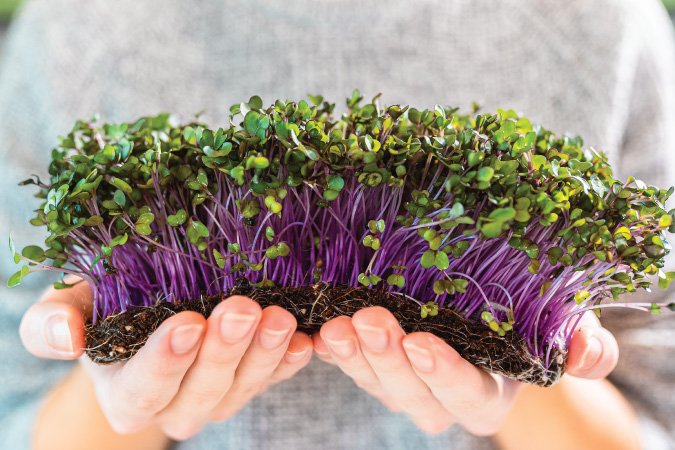 The Grow Network | When to Harvest Microgreens