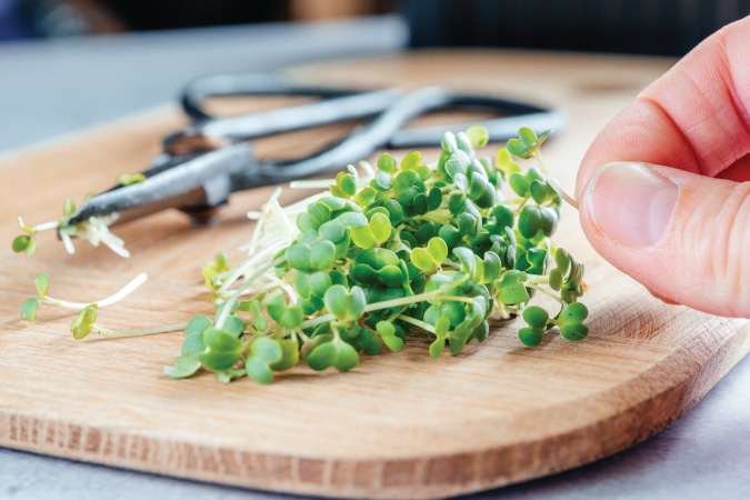 The Grow Network | When to Harvest Microgreens