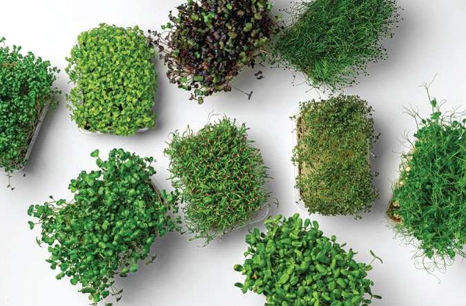 The Grow Network | Microgreen Varieties 