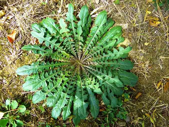 Using dandelion leaves as a spring tonic (The Grow Network)