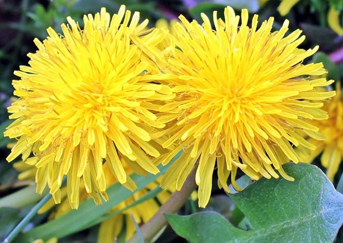 Medicinal uses for dandelions (The Grow Network)