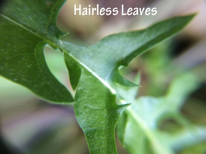 Using Dandelions for Food and Medicine: Hairless Leaves