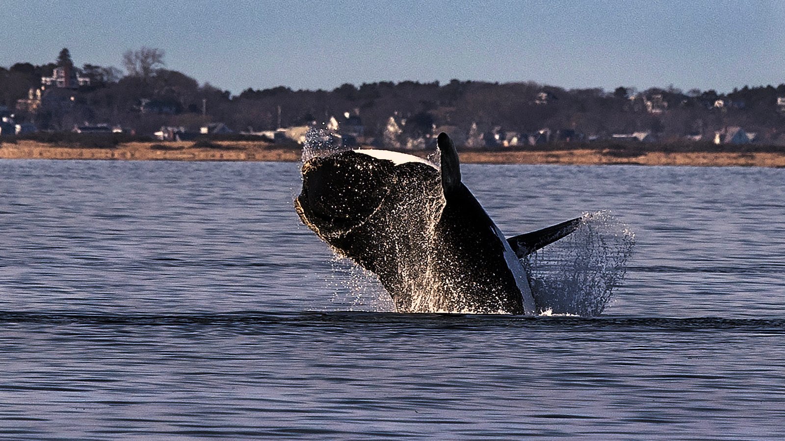 A right whale emerges from Atlantic Ocean off East Coast.