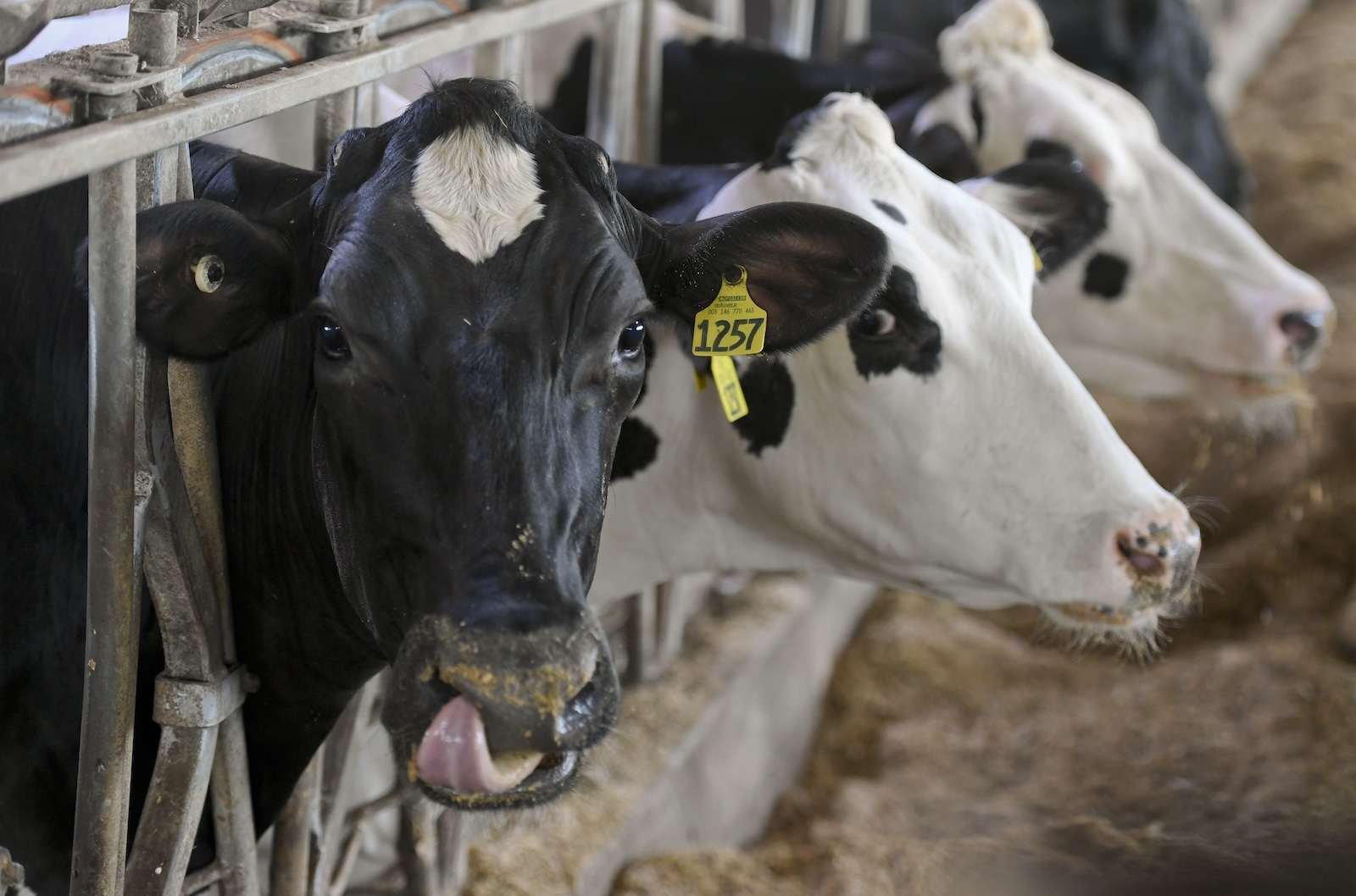 a row of dairy cows in a barn stick their heads out through a gate, one of them licks their nose