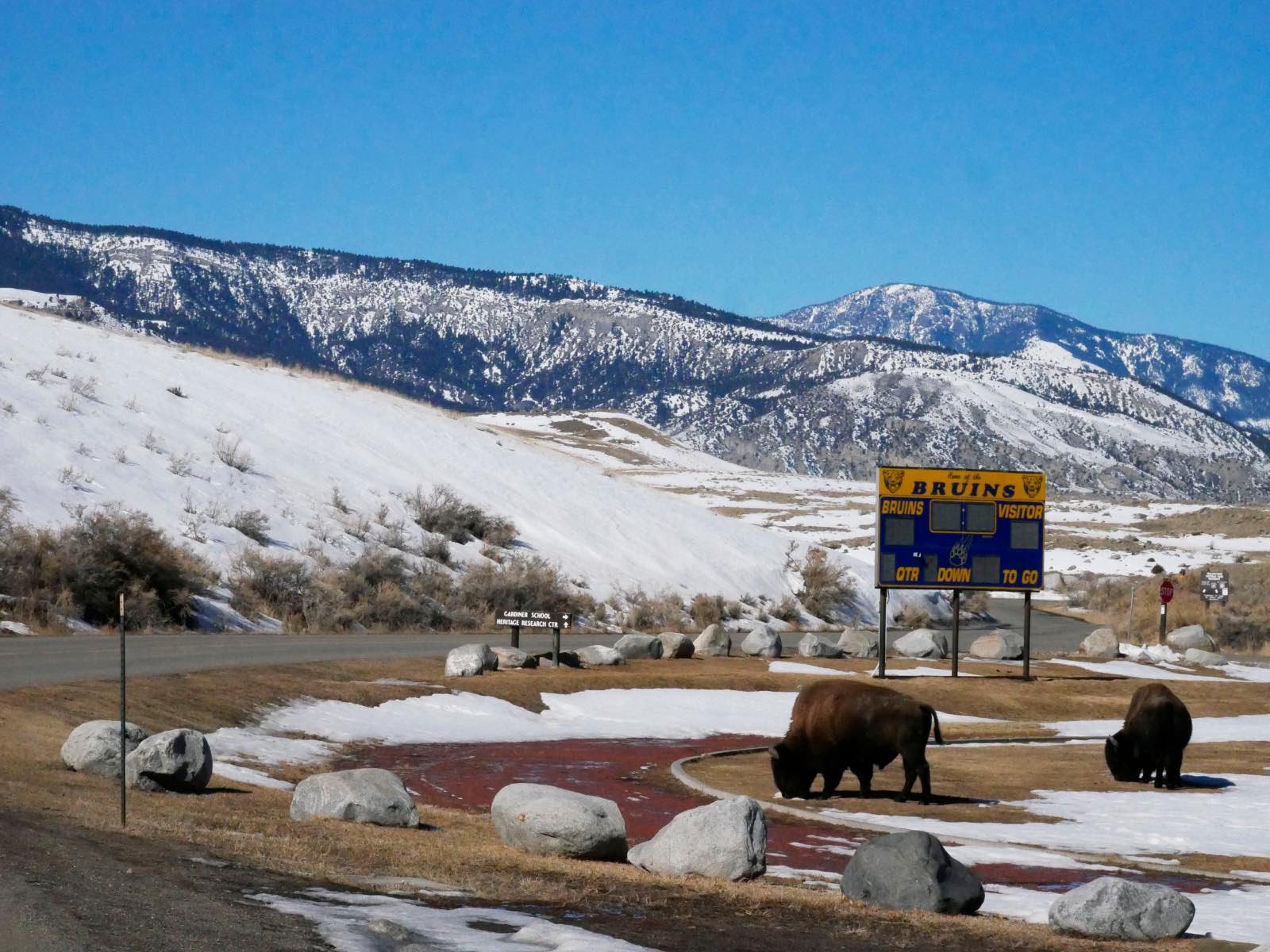 Bison graze on a sports field in front of a scoreboard, with snowy mountains in the background