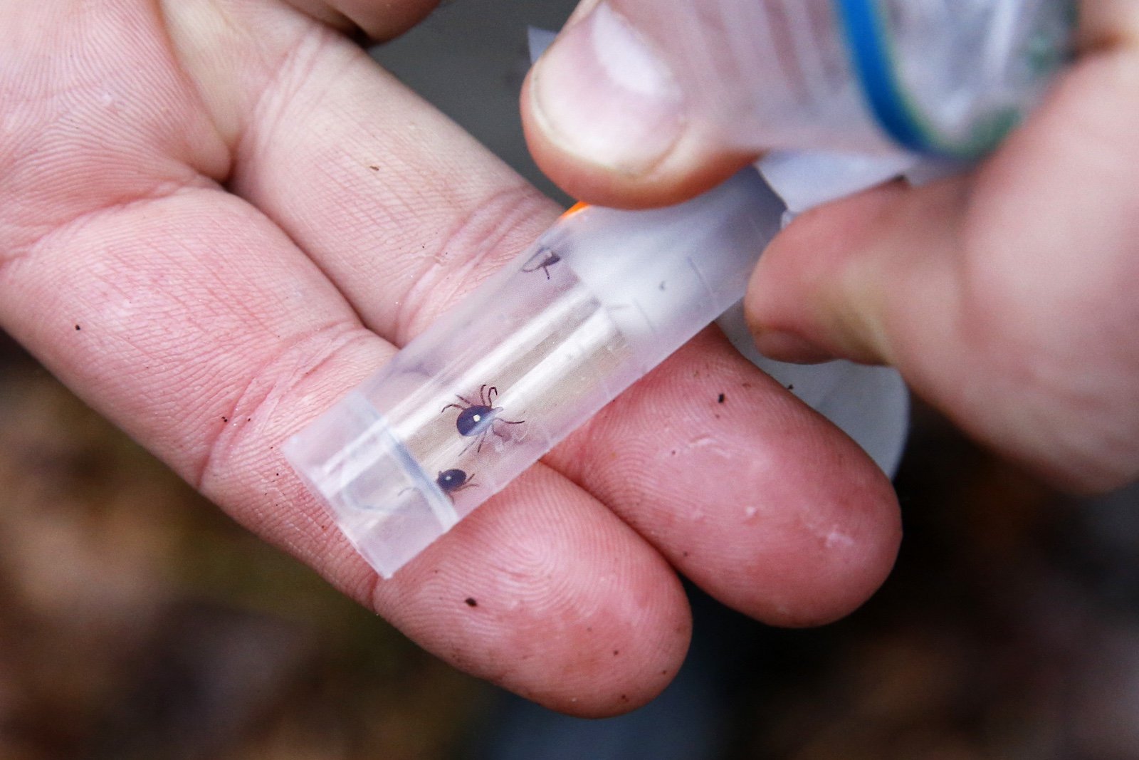 A close-up of pink hands holding a clear plastic tube containing three small black ticks