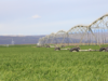 4-threemile-canyon-farmsgrowing-triticale-field-in-the-spring