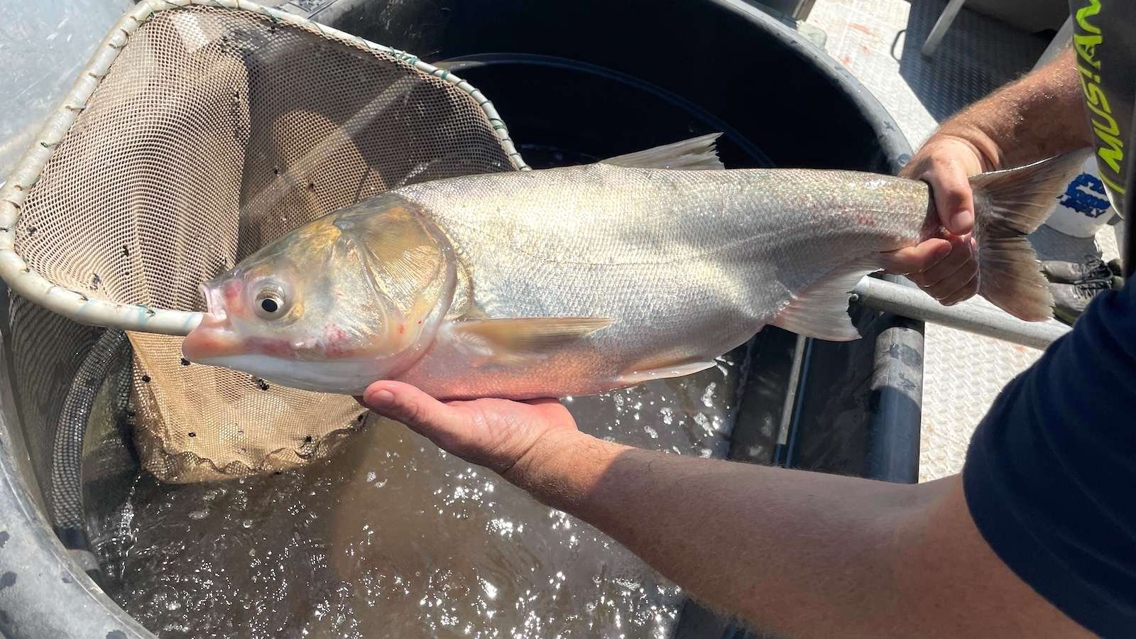 A research biologist holds a silver carp pulled from the Illinois River near Havana, Illinois.