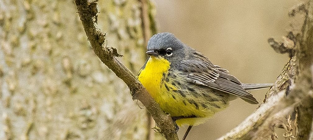 Kirtland's warbler, Endangered, Species at Risk, Species at Risk in Ontario, Endangered in Canada, Species at Risk in Canada
