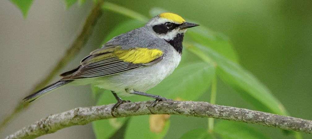 Golden-winged warbler, Special Concern, Species at Risk, Species at Risk in Ontario