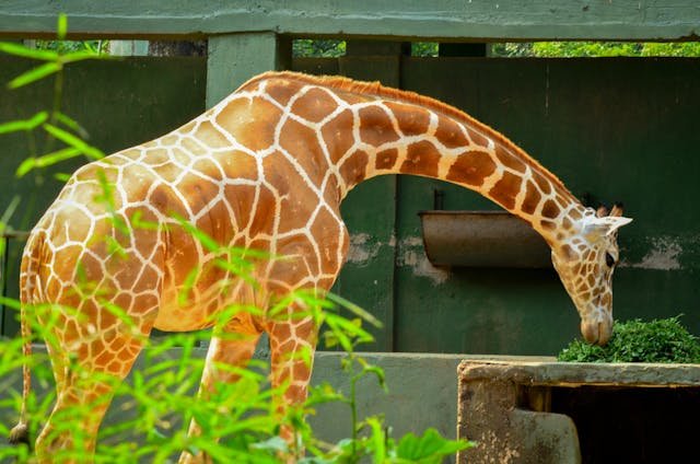 giraffe stretches its neck for leafy greens