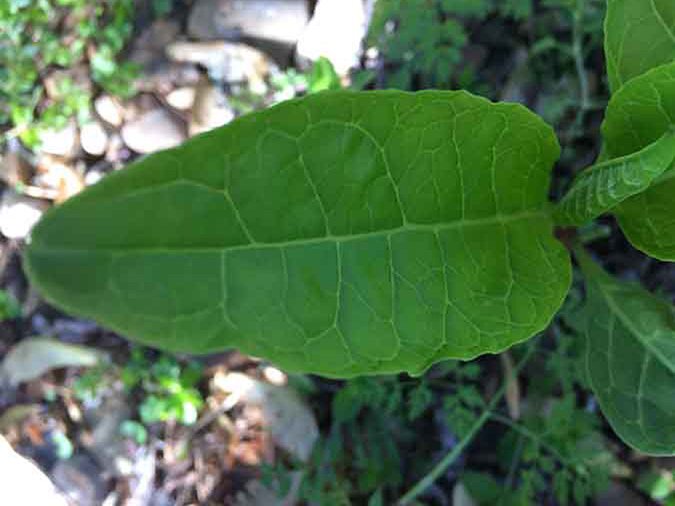 Is pokeweed poisonous to touch? No, but learning to identify it properly is still critically important. (The Grow Network)
