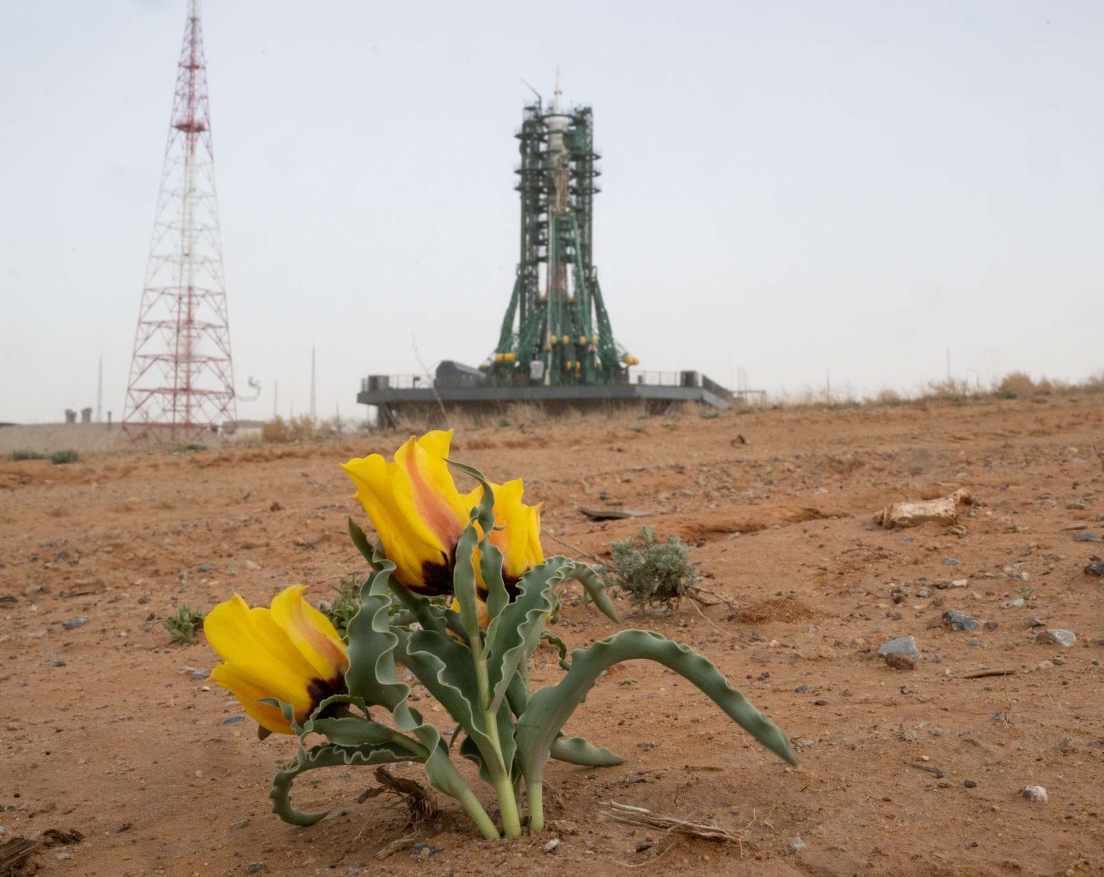 Three bright yellow tulips with green leaves that have rippling edges sprouts out of the brown dirt in the foreground. In the distance is a Soyuz rocket on the launch pad.
