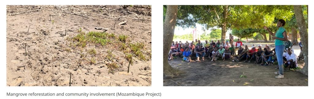 mangrove restoration Sumitomo Corporation,