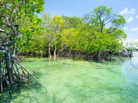 africa mangrove