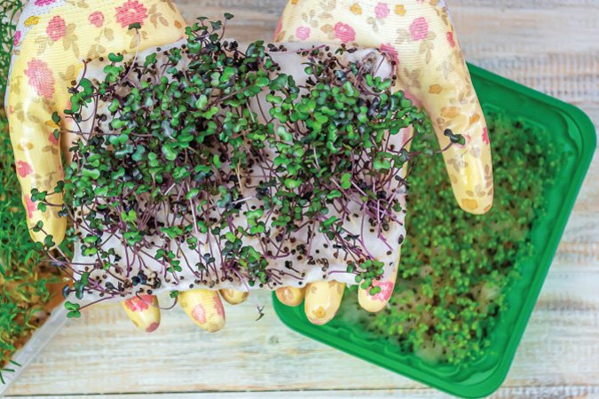 The Grow Network | Microgreen Troubleshooting Problems