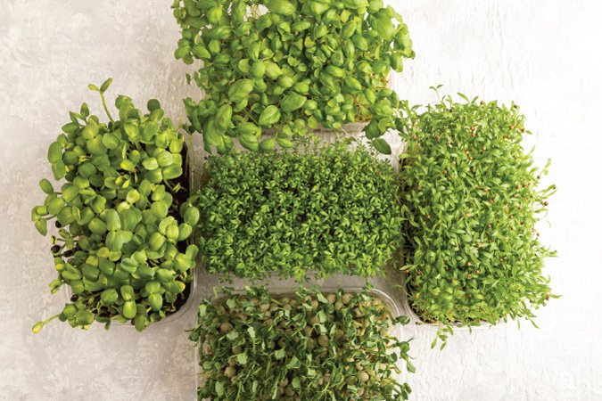 The Grow Network | Common Microgreen Problems