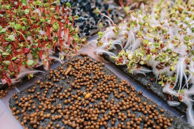 The Grow Network | How to Grow Microgreens
