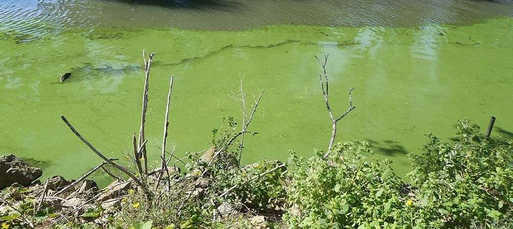 Nutrient overload algal bloom, Leamington, runoff, Lake Erie, river, fresh water, pollution, degradation, watersheds, Ontario, pollution, polluted water, contamination