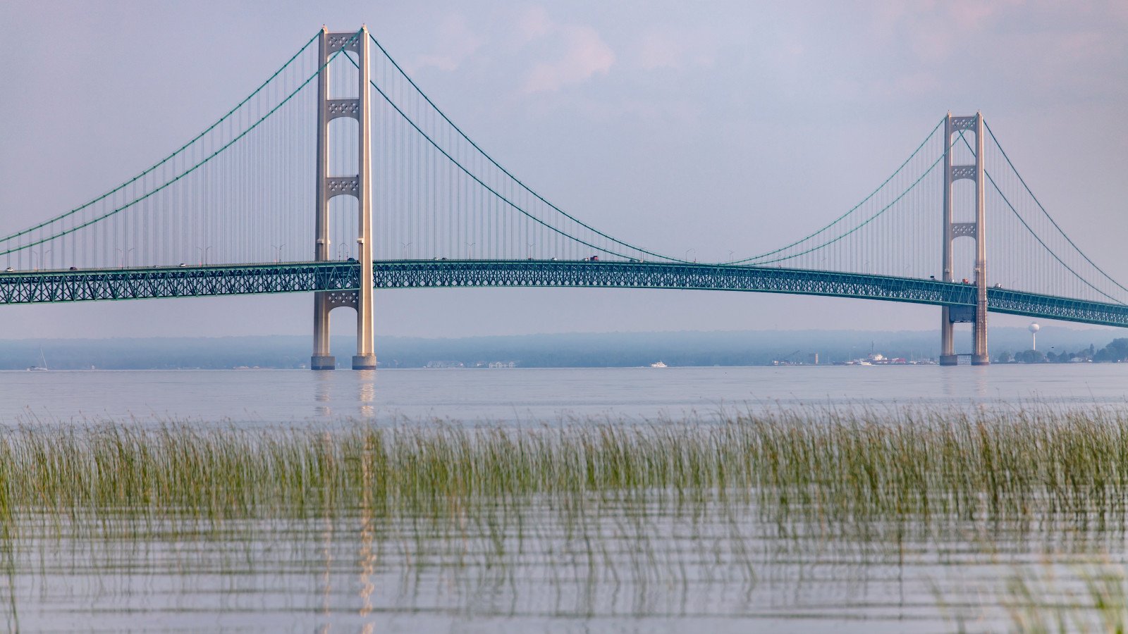 Reeds in the water in front of the Mackinac Bridge.