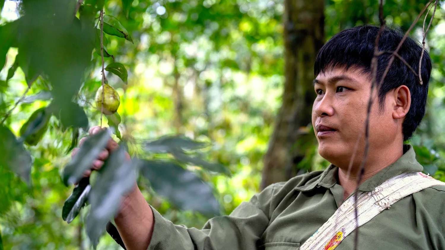 A man in a green shirt hold the branch of a tree in a green forest