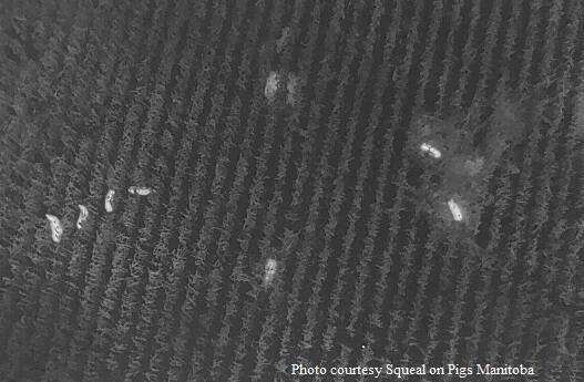 Aerial and thermal imaging shows wild pigs in a field of corn. Photo: Squeal on Pigs