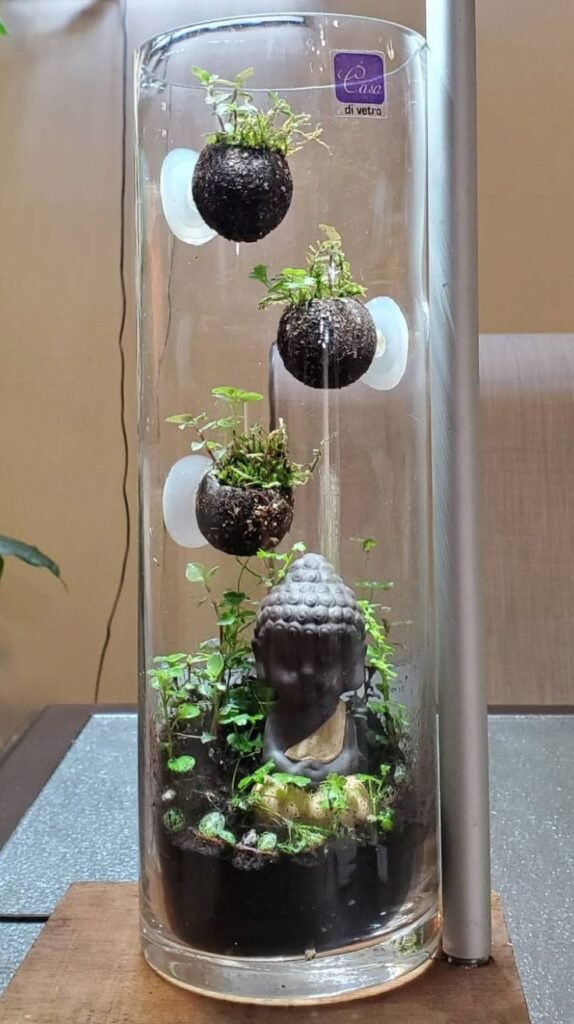 Terrarium Jars Terrarium Jars