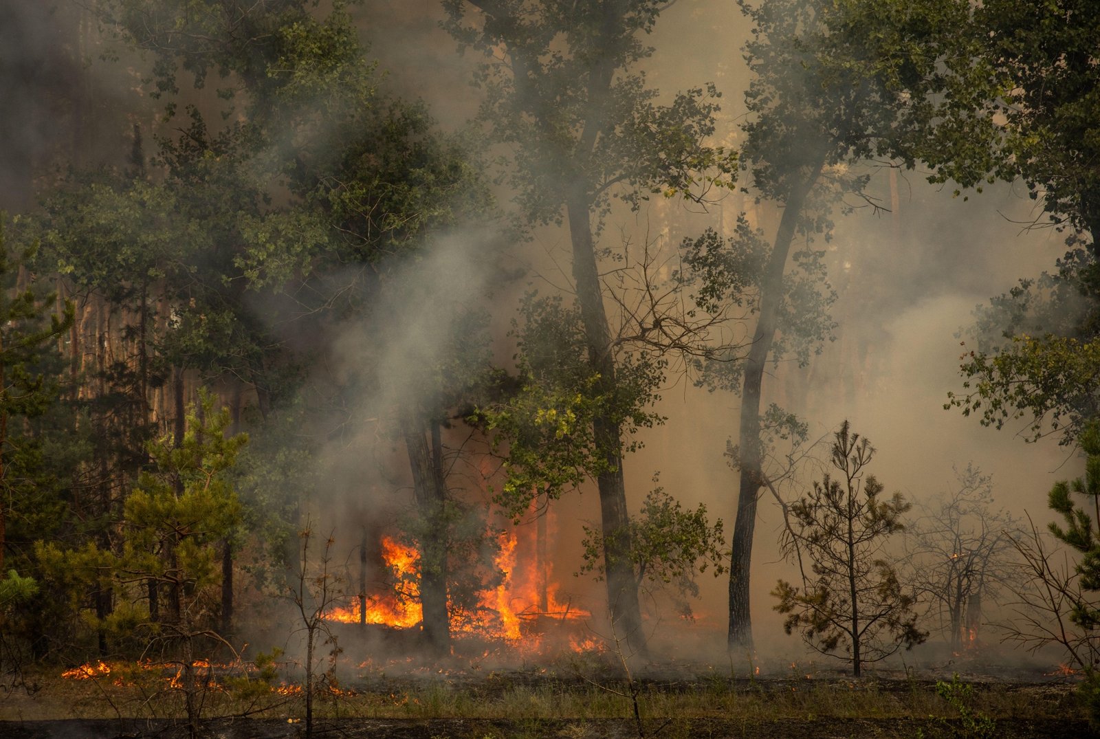 A forest burns after Russian shelling in July 2024 in Raihorodok, Ukraine.