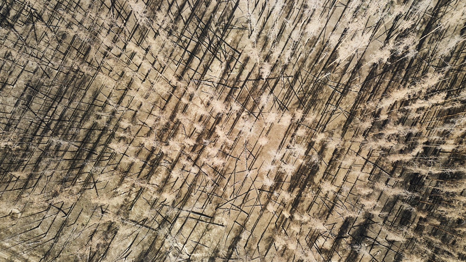 An aerial view of a charred pine trees forest contaminated with mines and unexploded ordnance in September 2024 in Svyatohirsk, Ukraine.