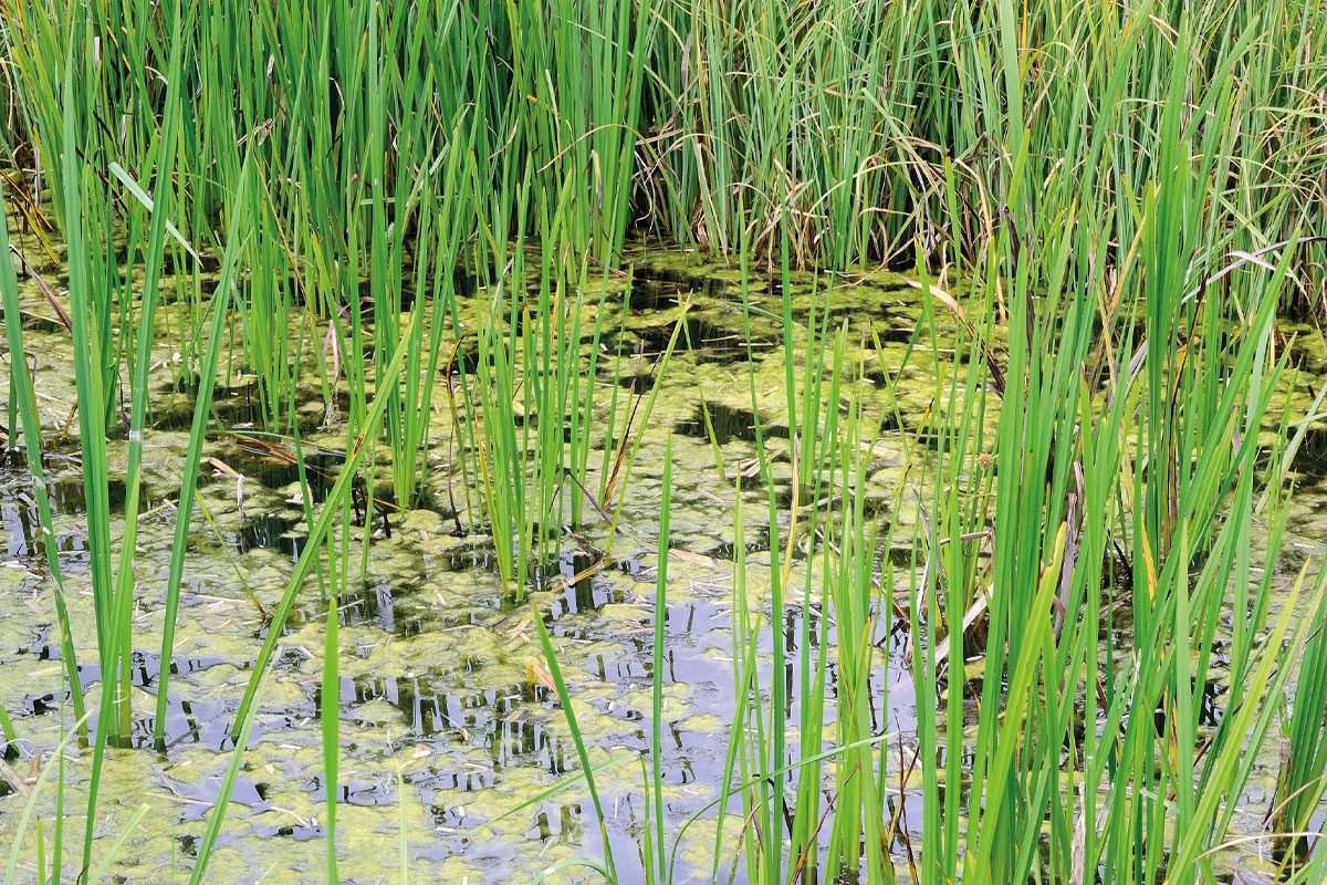A close-up of reeds protruding from wetlands or flooded ground