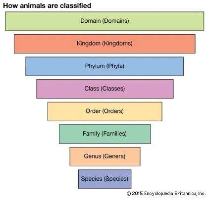 A diagram shows animal classification levels from broadest to most specific: domain, kingdom, phylum, class, order, family, genus, and species.