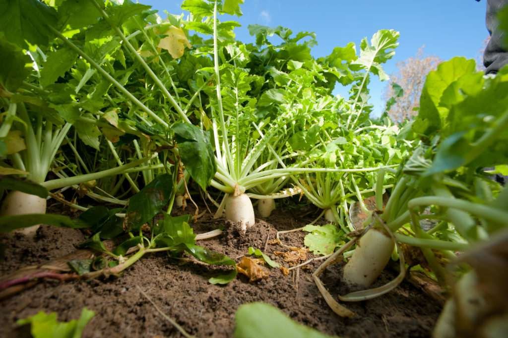 Cover crop, diakon radishes. Photo credit: Edwin Remsberg