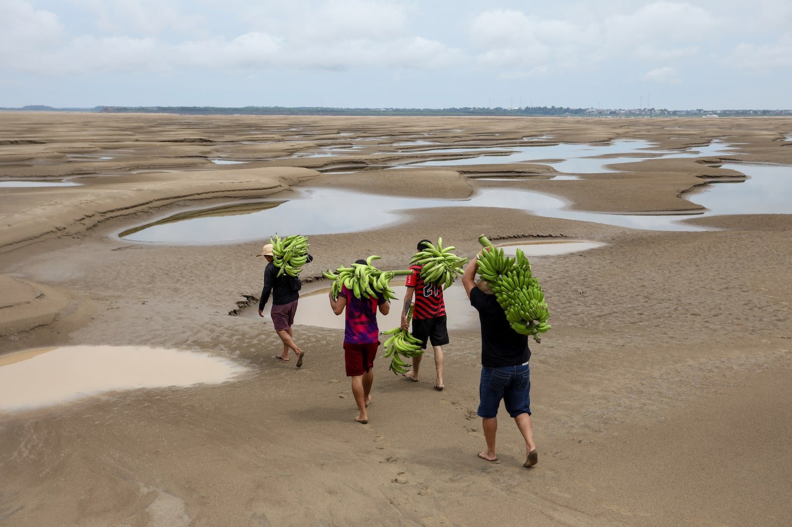 Four people hold bunches of bananas on their backs while walking through a plain with shallow water patches