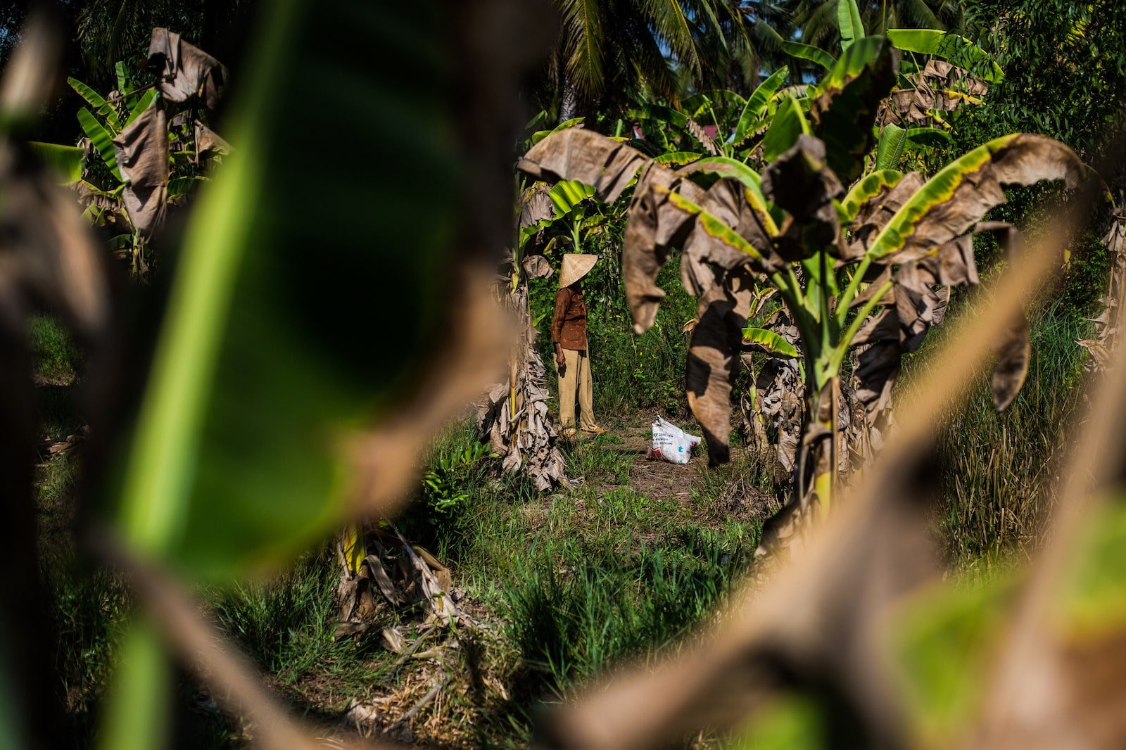 A woman stands in a banana plantation with dried leaves