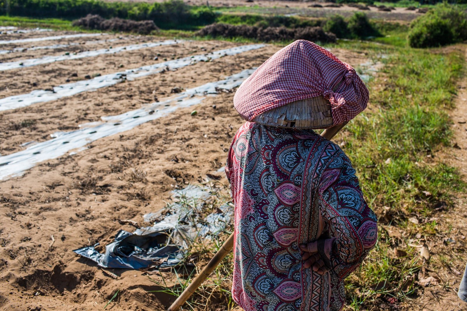 A woman looks at a dry field with small plants