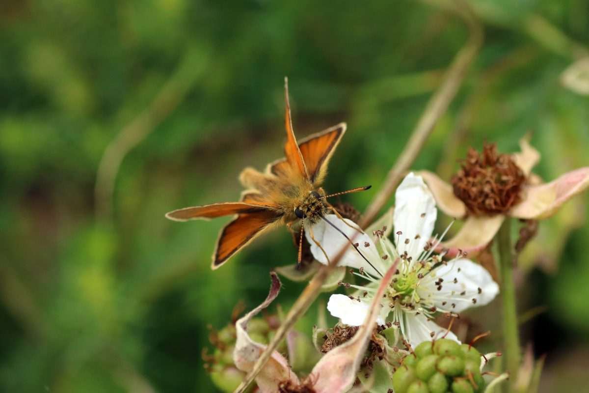 A butterfly with orange-coloured wings sits atop the head of a flower