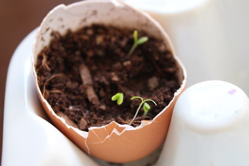 eggshell seed starters
