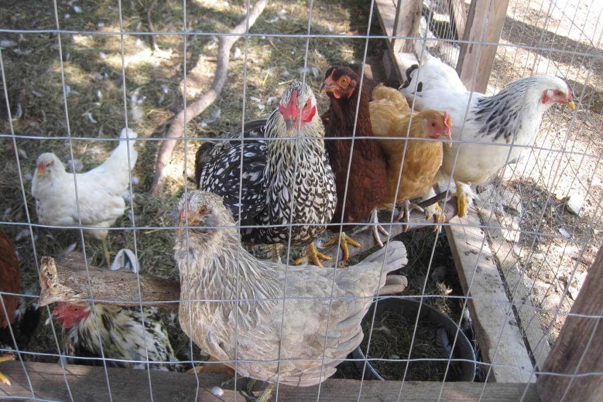 best egg laying chickens