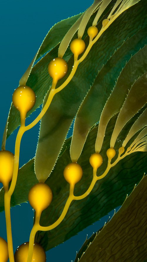 bioplastics can be made from seaweed