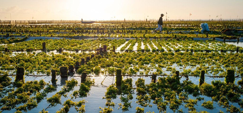 seaweed farming