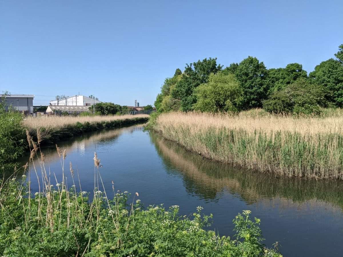 River bend seen in close proximity with high grass or yellow vegetation rising above the water on the opposite bank to the one on which the camera is positioned, buildings are seen in the distance and a clear blue sky overhangs the image
