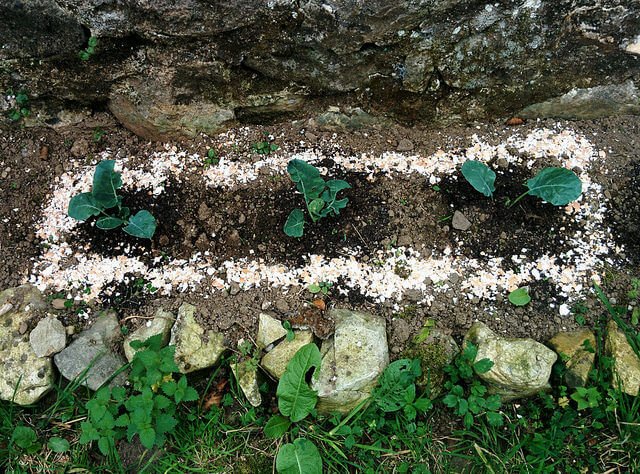 egg shells garden