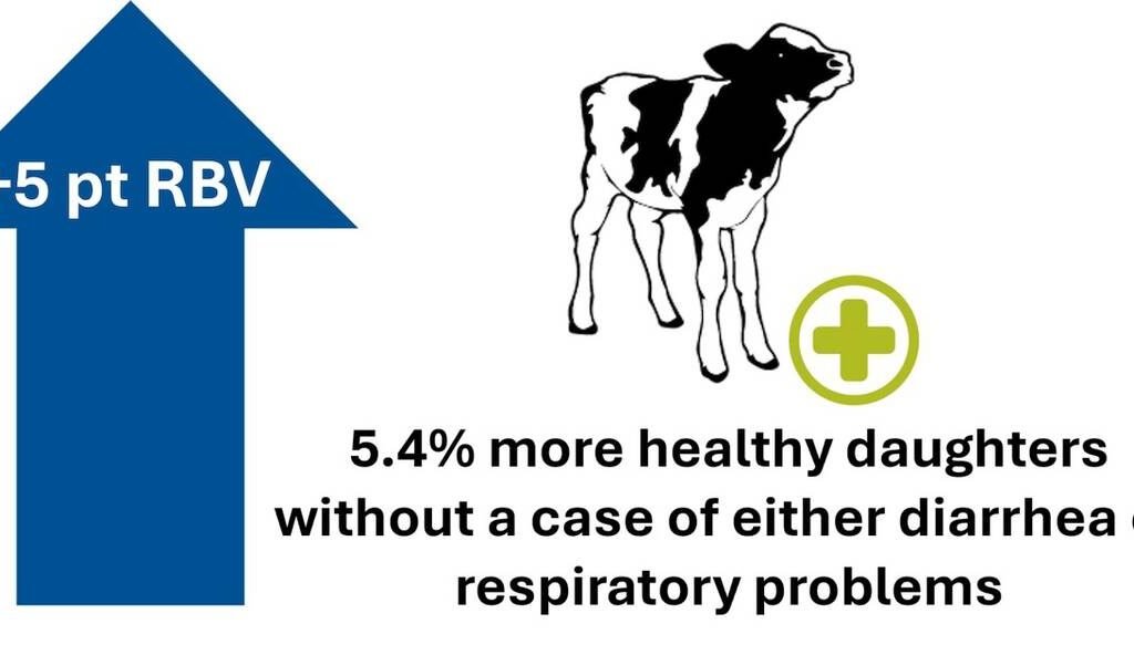 A Holstein calf is shown as part of an illustration about how many more healthy daugthers can be bred with a five-point increase in Relative Breeding Value for calf health. Photo: Lactanet