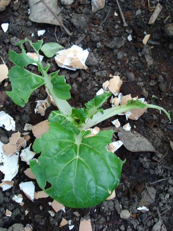 eggshell-uses-for-garden