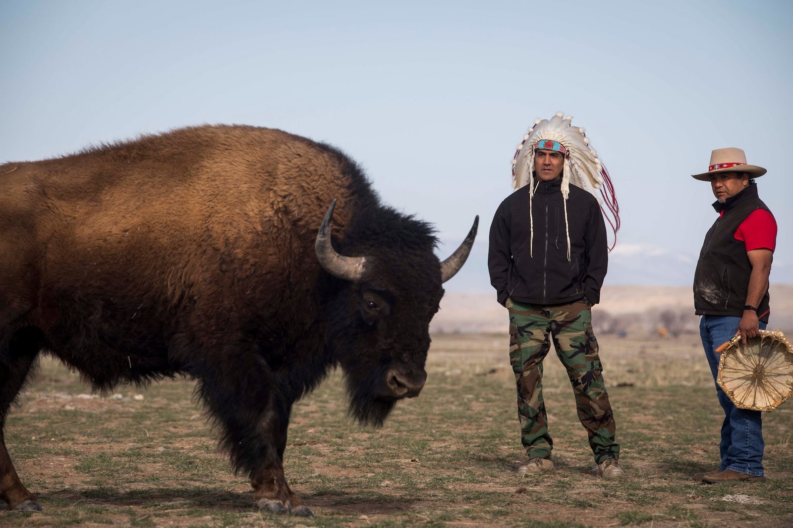 A bison stands next to two men -- one with an elaborate traditional headdress and one with a straw hat