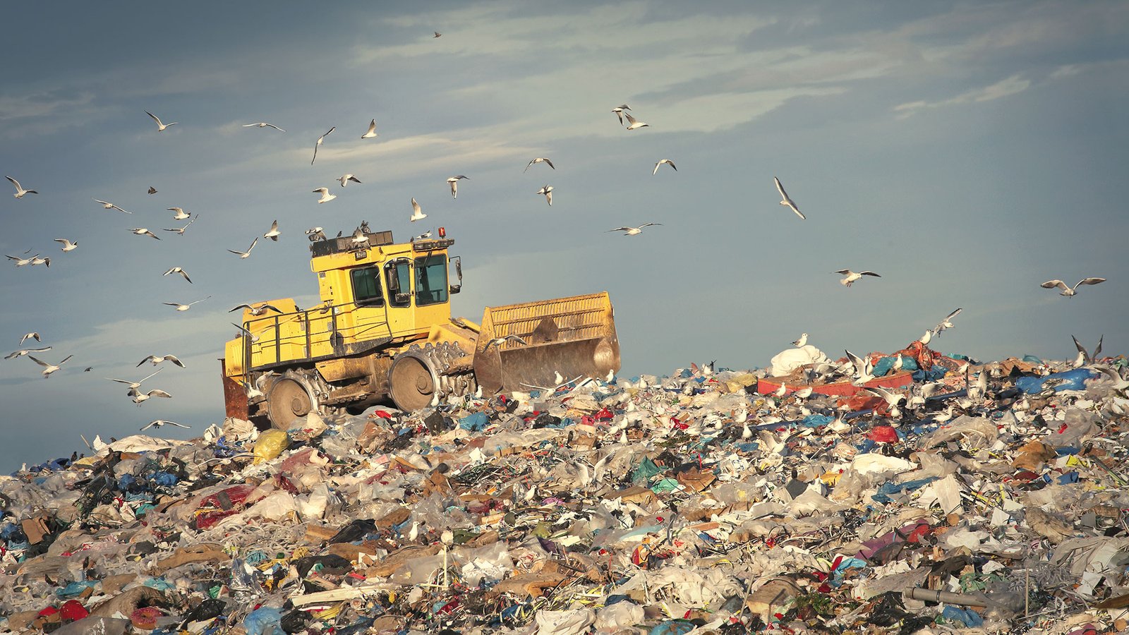 compactor machine on top of pile of waste at landfill with large flock of seagulls flying above