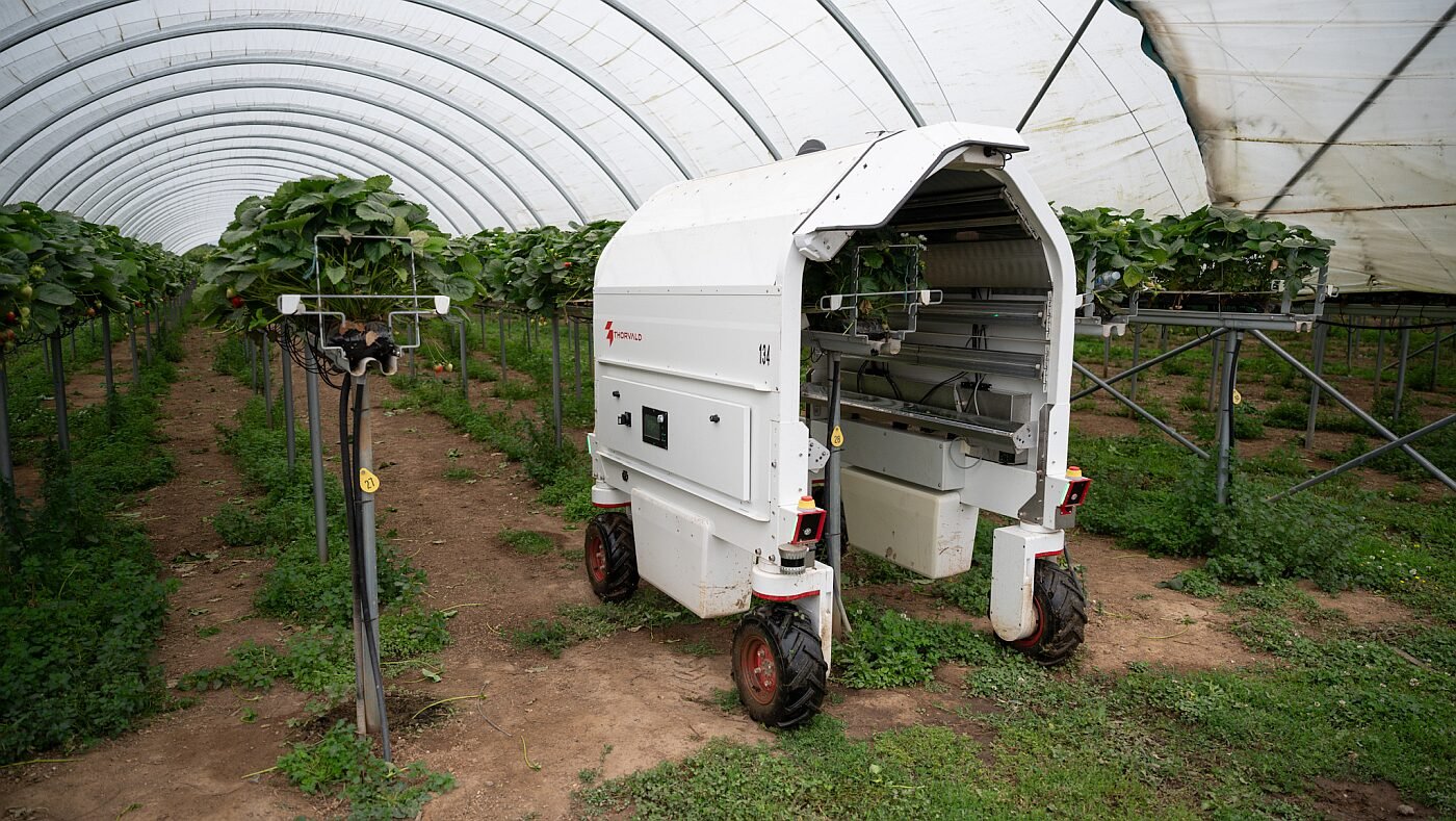 Saga Robotics Thorvald in strawberry tunnel at Clock House Farm, UK Image credit Kristoffer Skarsgaard