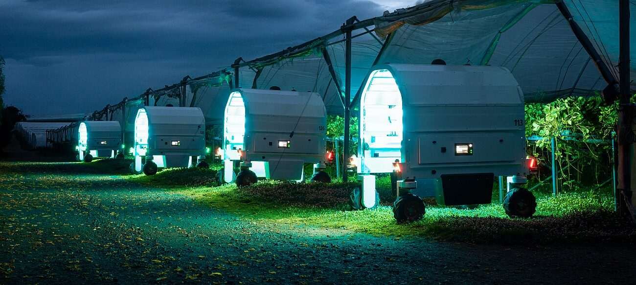 UV-C light damages the DNA of powdery mildew by disrupting DNA replication and cell function, preventing the fungus from growing and reproducing. Image credit: Kristoffer Skarsgaard