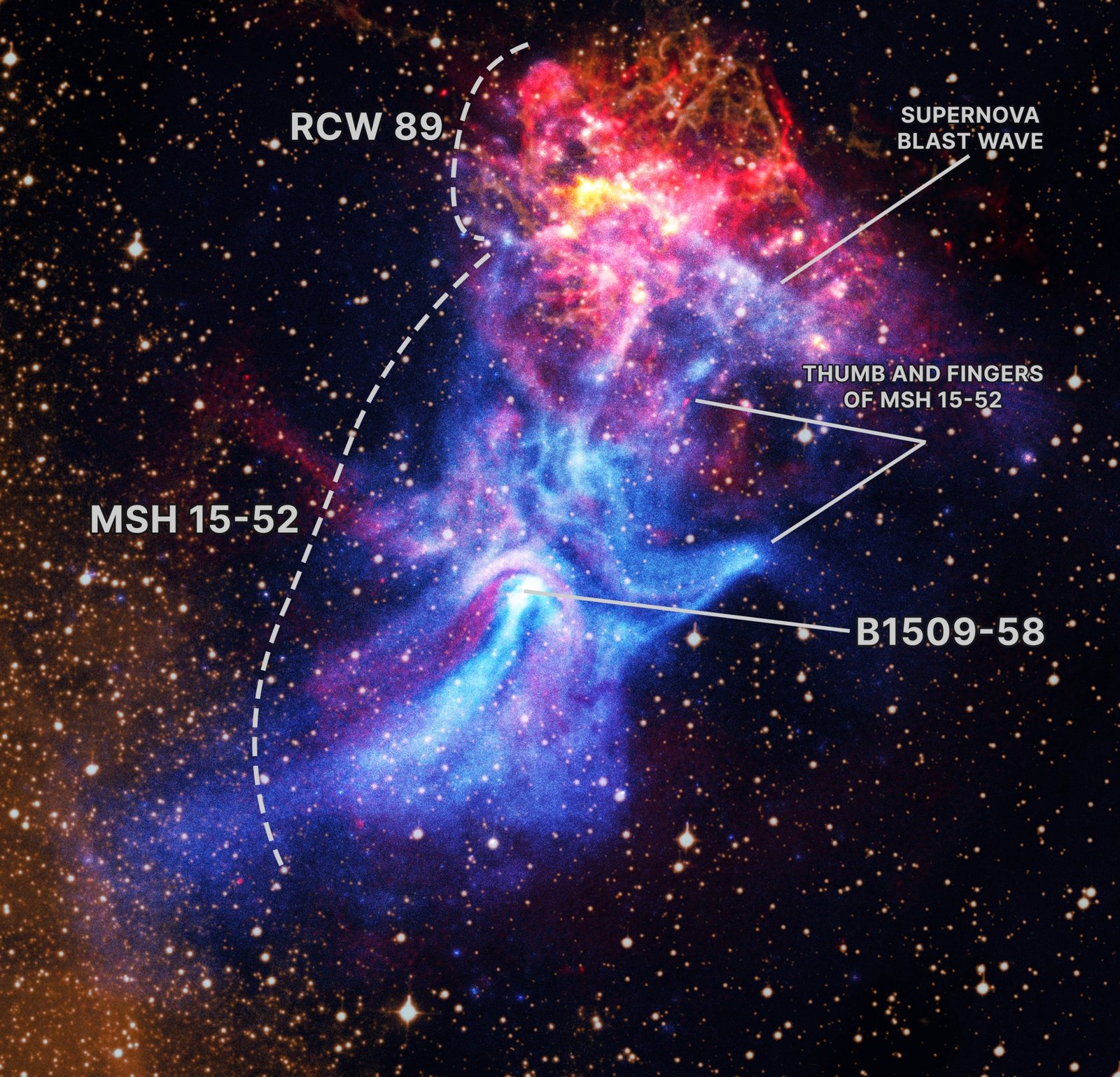 Near the center of these images lies the pulsar B1509-58, a rapidly spinning neutron star that is only about 12 miles in diameter. This tiny object is responsible for producing an intricate nebula (called MSH 15-52) that spans over 150 light-years, or about 900 trillion miles. The nebula, which is produced by energetic particles, resembles a human hand with a palm and extended fingers pointing to the upper right in Chandra’s X-ray view. Radio data from ATCA provides new information about this exploded star and its environment. This image also contains optical data of hydrogen gas. The bright red and gold areas near the top of the image show the remains of the supernova that formed the pulsar.