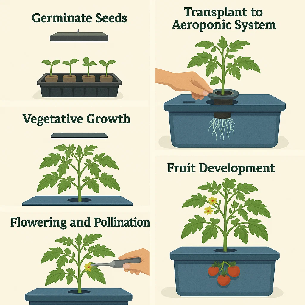 Setting Up Your Aeroponic Tomato Garden